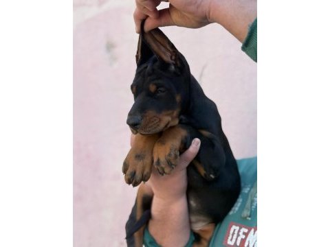 A şecereli anne ve babadan üst düzeyde kaliteli dobermanlar