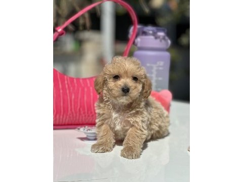 Mini maltipoo yavrularımız