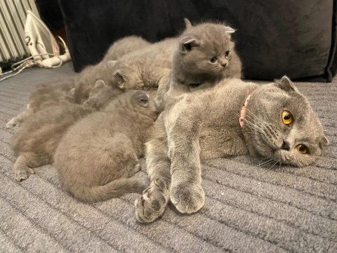 3 scottish fold 3 british shorthair