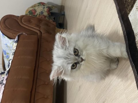Adana içi ücretsiz sahiplendirme kedimiz