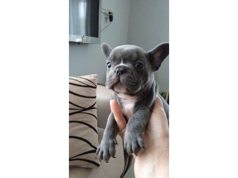 Blue french bulldog