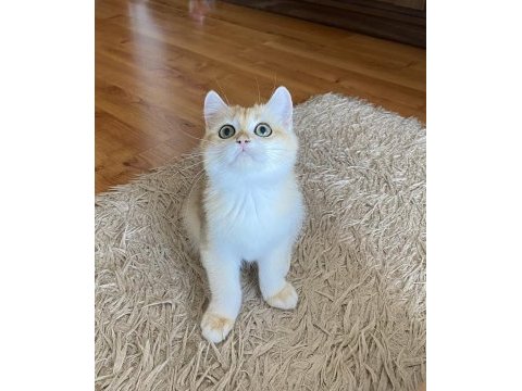 Safkan british shorthair golden erkek yavru
