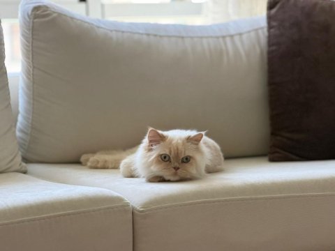 1,5 yaşında british longhair