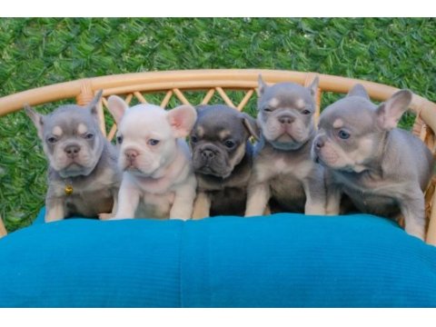 Dizzy rascal french bulldog yavruları yeni ailelerini arıyor