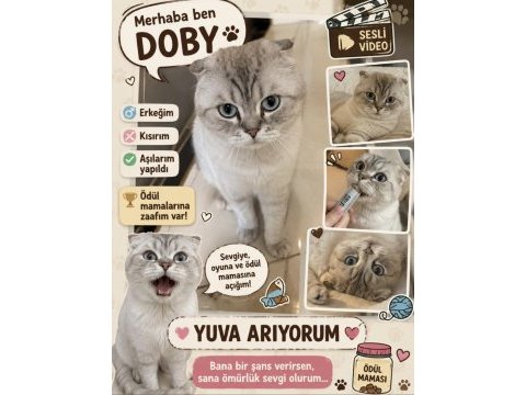 Kedimiz doby yuvasını arıyor