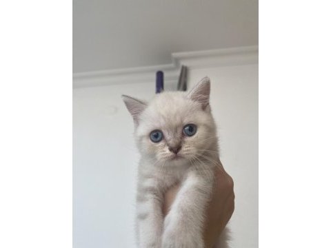 Blue point british shorthair cinsi kedi