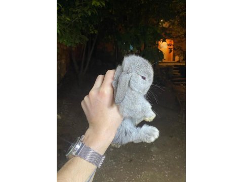 Safkan mini lop tavşan