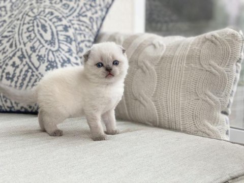 Scottish fold yavru