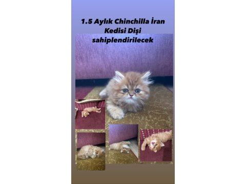 2 aylık dişi chinchilla kedim
