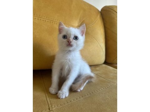2.5 aylık british shorthair dişi
