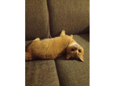 British shorthair golden ny12 dişi 12 aylık