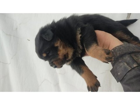 Yavru rottweiler