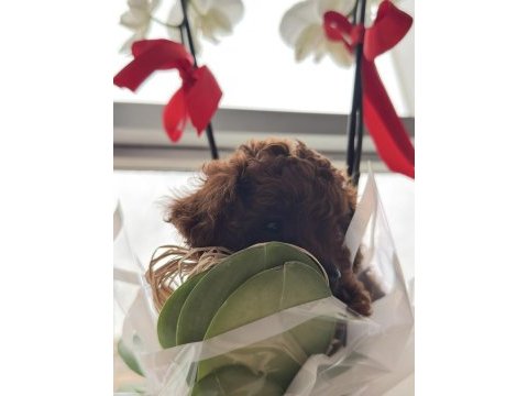 Kore toy poodle