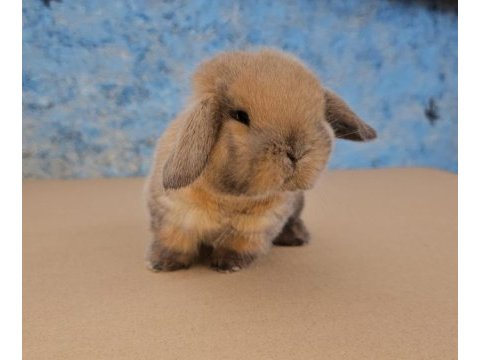 Mini lop tavşanı bebeklerimiz