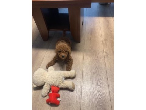 Oyuncu toy poodle