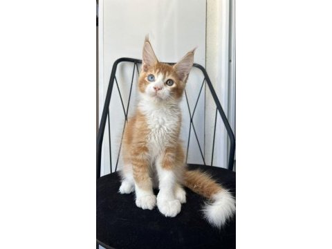 Sağlık ve ırk garantili minik maine coon devler