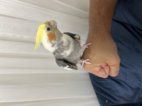 Konuşan sultan papağanı erkek