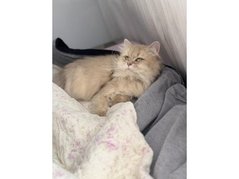 Yetişkin dişi cy11 british longhair