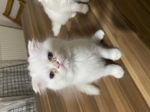 Scottish fold 3 aylık yavrular erkek