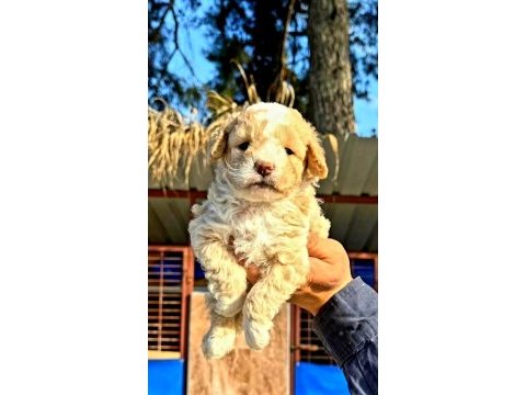 Maltipoo yavrularımda son nokta