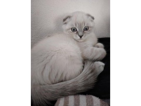 Scottish fold yavrularımız yeni evlerine gitmeye hazır