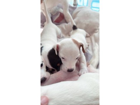 Jack russell kısa bacak çiftlik veya üretici değilim