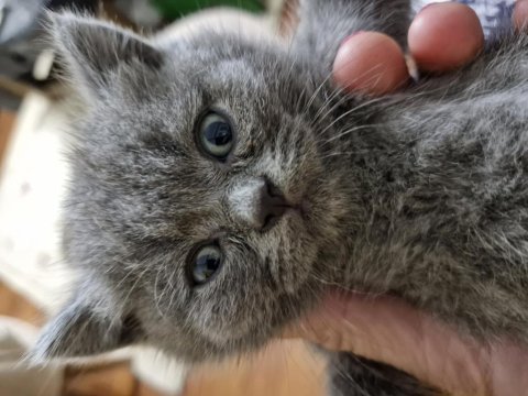 Erkek british shorthair yavru mama ve kum alışkanlığı mevcut