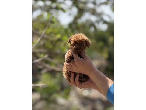 Aşılı çiş eğitimli teacup toy poodle 