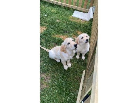 Muhteşem babyface golden retriever yavrular