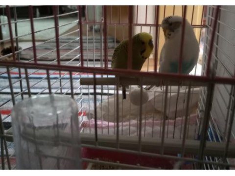 Acil satılık çift muhabbet kuşu
