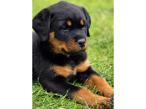 Türkiyenin en güvenilir çiftliğinden rottweiler