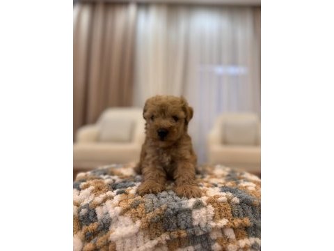 İpek gibi maltipoo