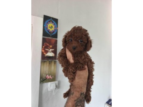 Birbirinden sevimli köpekler