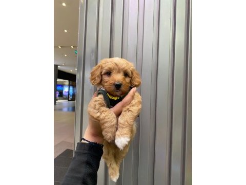 2 aylık dişi maltipoo aşıları yapıldı