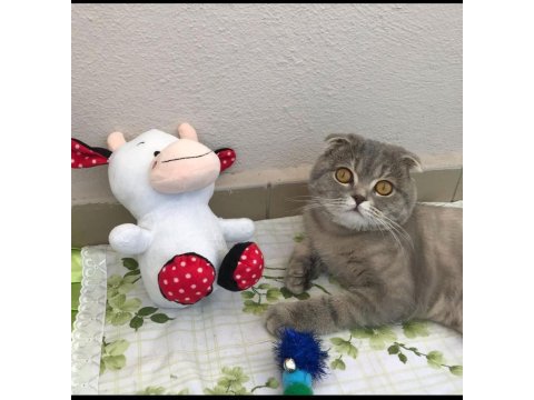 Scottish fold 2.5 yaşında bütün eşyalarıyla verilecektir