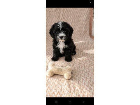 Maltipoo yavrular