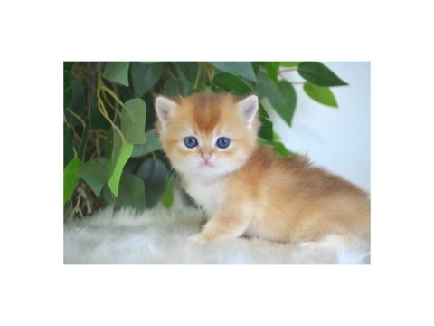 British shorthair golden yavruları
