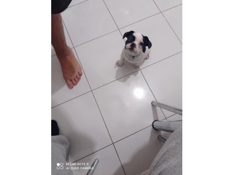 French bulldog 3 aylık