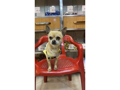 Chihuahua tüm aşıları tam full oyuncu