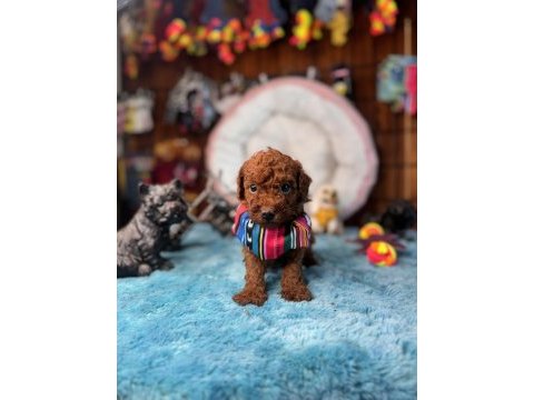 Minicik toy poodle bebekler