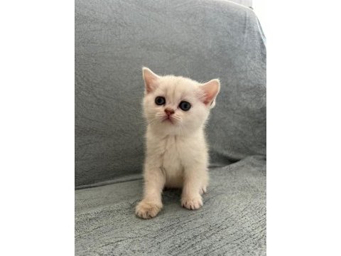 Mavi göz beyaz renk dik kulak erkek kedimiz