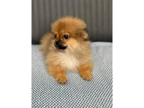 Pomeranian spitz