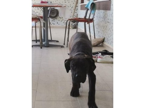 A class presa canario yavruları