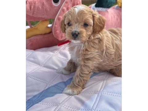Mükemmel güzellikteki maltipoo  yavrularımız 