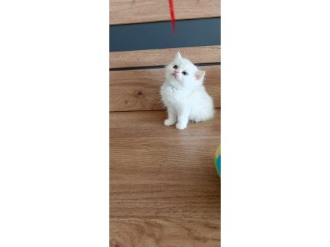 Yurtdışı kaliteli aile kedileri düşük arayan ulaşmasın