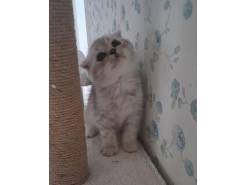 Scottish fold silver erkek