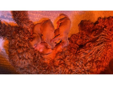 Toy poodle yavrularımız son 2 dişi