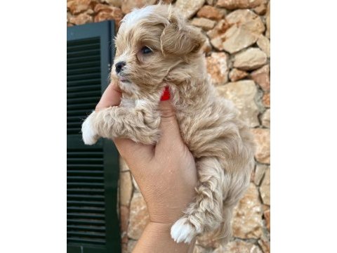 Orjinal kore kan kilo garantili maltipoo yavrularımız
