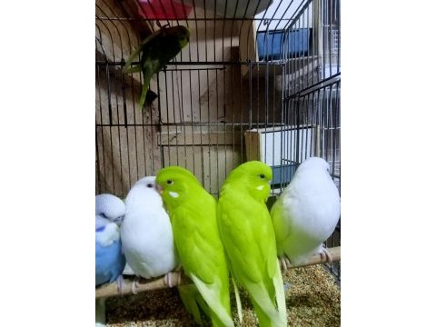 Sahibinden çekoslovak muhabbet kuşları