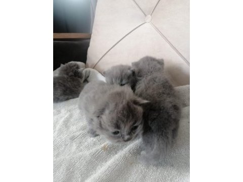 Scottish fold yavru antalya